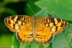 Anthanassa frisia
