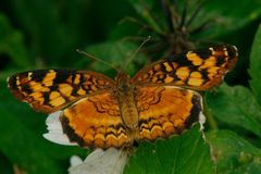 Anthanassa frisia