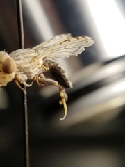 Oedopa