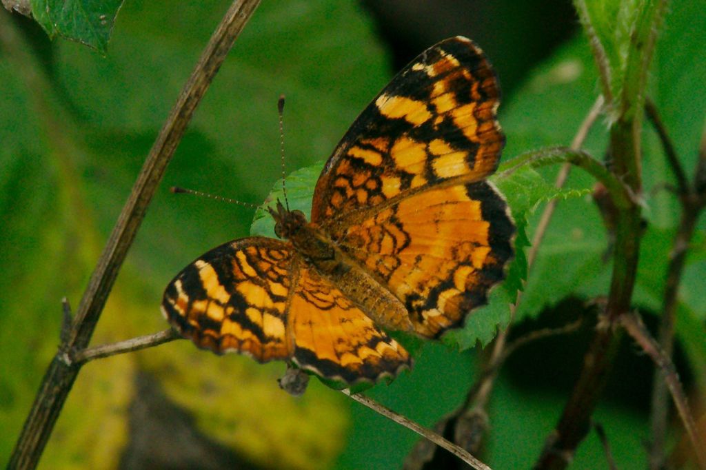 Cuban Crescent
