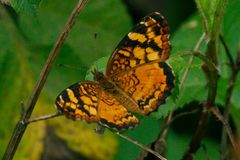 Anthanassa frisia