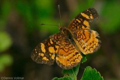 Anthanassa frisia