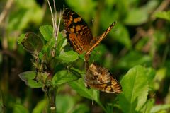 Anthanassa frisia