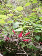 Salvia longistyla
