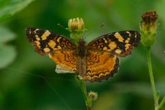 Anthanassa frisia