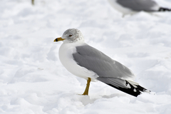 Larus delawarensis