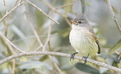 Camptostoma obsoletum