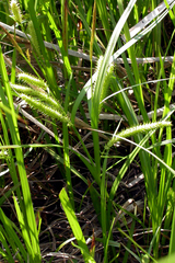 Carex schweinitzii