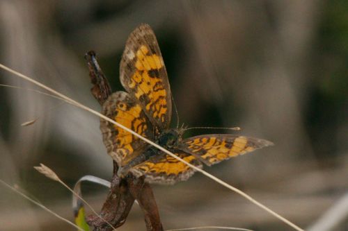 Pearl Crescent photographed in Florida