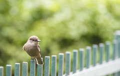 Pyrocephalus rubinus obscurus