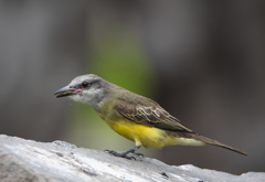 Tyrannus melancholicus