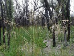 Austrostipa pubinodis