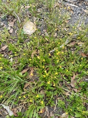 Goodenia paniculata