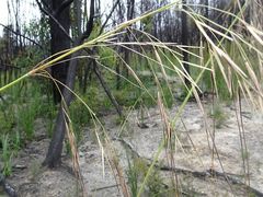Austrostipa pubinodis
