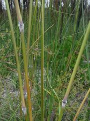 Austrostipa pubinodis