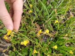 Goodenia paniculata