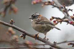 Zonotrichia capensis