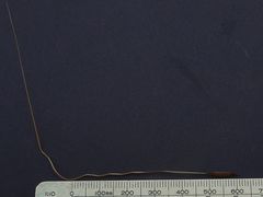 Austrostipa pubinodis