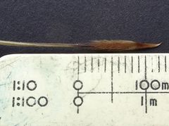 Austrostipa pubinodis