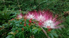 Calliandra pittieri