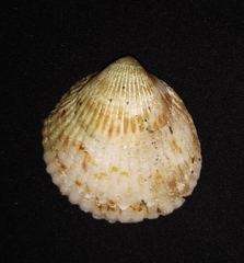 Axinactis delessertii