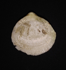 Axinactis delessertii