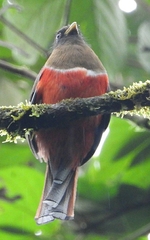 Trogon collaris