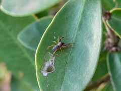Trachelopachys