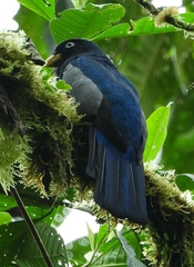 Trogon comptus