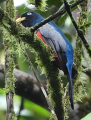 Trogon comptus