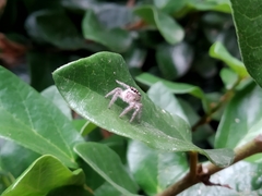 Megafreya sutrix