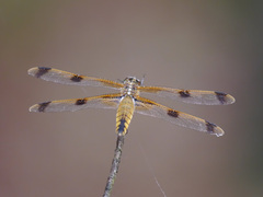 Libellula semifasciata