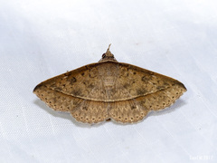 Tochara