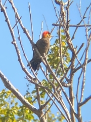 Melanerpes uropygialis