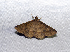 Tochara