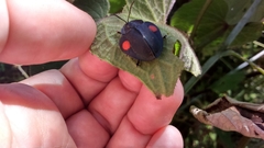 Stolas costaricensis