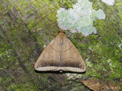 Simplicia schaldusalis