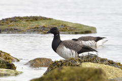 Branta bernicla