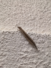 Creoleon lugdunensis