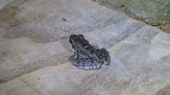 Thoropa miliaris
