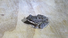 Thoropa miliaris