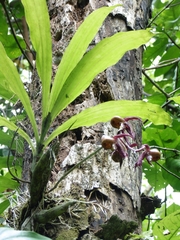 Catasetum maculatum