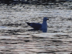 Larus argentatus