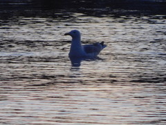 Larus argentatus