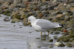 Larus delawarensis