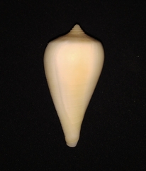 Conus patricius