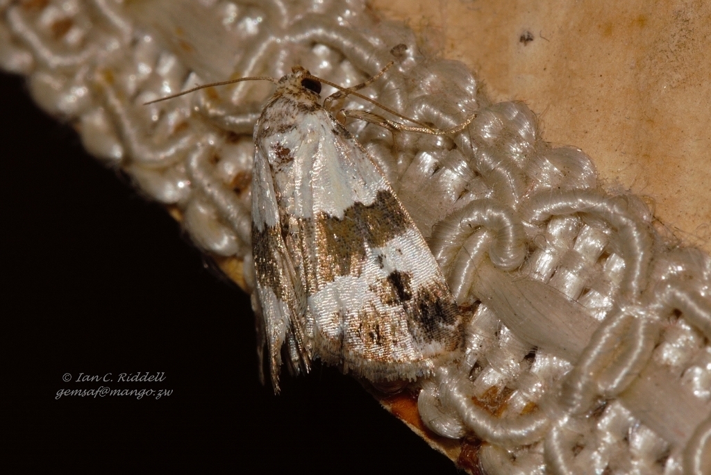 Maliattha blandula