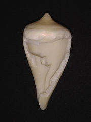 Conus patricius