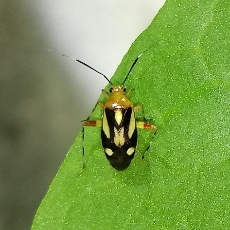 Horciasinus neotropicalis