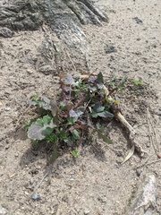 Sonchus